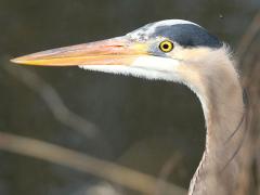 (Great Blue Heron) head (Great Blue Heron) head
