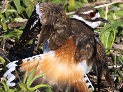 (Killdeer) broken wing (Killdeer) broken wing