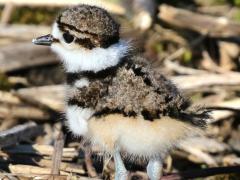 (Killdeer) chick (Killdeer) chick