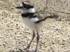 (Killdeer) chick (Killdeer) chick