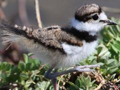 (Killdeer) chick (Killdeer) chick