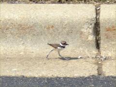 (Killdeer) chick running (Killdeer) chick running