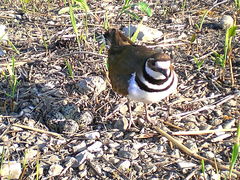 (Killdeer) nest (Killdeer) nest