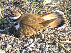 (Killdeer) nesting (Killdeer) nesting