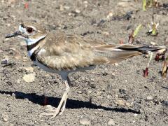 (Killdeer) standing (Killdeer) standing