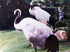 (Red-crowned Crane) pair (Red-crowned Crane) pair