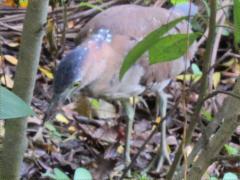 (Malayan Night-Heron) forages (Malayan Night-Heron) forages
