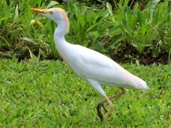(Western Cattle Egret) walking (Western Cattle Egret) walking