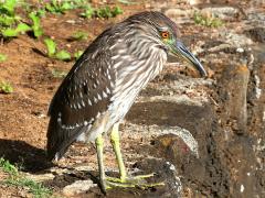 (Black-crowned Night-Heron) juvenile (Black-crowned Night-Heron) juvenile