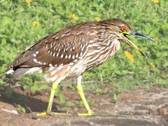 (Black-crowned Night-Heron) juvenile calling (Black-crowned Night-Heron) juvenile calling