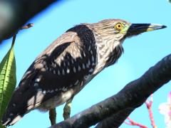 (Black-crowned Night-Heron) juvenile perching (Black-crowned Night-Heron) juvenile perching