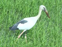 (Asian Openbill) walking (Asian Openbill) walking