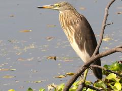 (Chinese Pond-Heron) winter (Chinese Pond-Heron) winter