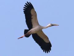 (Asian Openbill) circling (Asian Openbill) circling