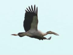 (Asian Openbill) flies (Asian Openbill) flies