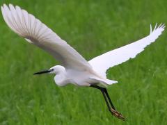 (Little Egret) liftoff (Little Egret) liftoff