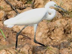 (Little Egret) walking (Little Egret) walking