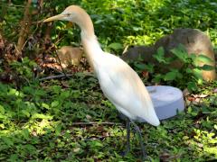 (Eastern Cattle Egret) standing (Eastern Cattle Egret) standing