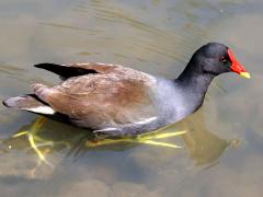 (Eurasian Moorhen) profile (Eurasian Moorhen) profile