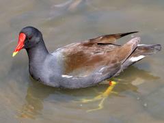 (Eurasian Moorhen) walking (Eurasian Moorhen) walking