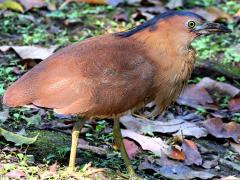 (Malayan Night-Heron) standing (Malayan Night-Heron) standing