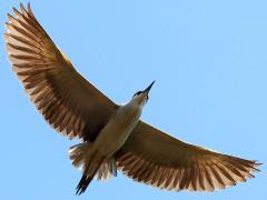 (Black-crowned Night-Heron) nycticorax gliding (Black-crowned Night-Heron) nycticorax gliding