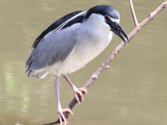 (Black-crowned Night-Heron) nycticorax perching (Black-crowned Night-Heron) nycticorax perching