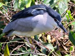 (Black-crowned Night-Heron) nycticorax profile (Black-crowned Night-Heron) nycticorax profile