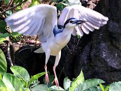 (Black-crowned Night-Heron) nycticorax tiptoe (Black-crowned Night-Heron) nycticorax tiptoe