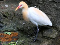 (Eastern Cattle Egret) calling (Eastern Cattle Egret) calling