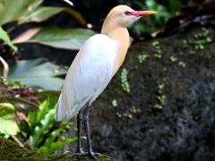 (Eastern Cattle Egret) standing (Eastern Cattle Egret) standing