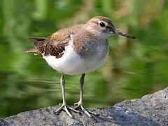 (Common Sandpiper) frontal (Common Sandpiper) frontal