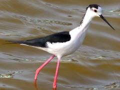 (Black-winged Stilt) juvenile (Black-winged Stilt) juvenile