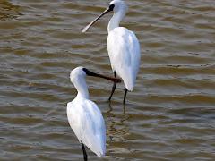 (Black-faced Spoonbill) standing (Black-faced Spoonbill) standing