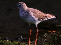(Common Redshank) standing (Common Redshank) standing