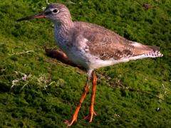 (Common Redshank) walking (Common Redshank) walking