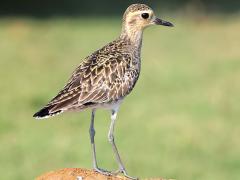 (Pacific Golden Plover) standing (Pacific Golden Plover) standing