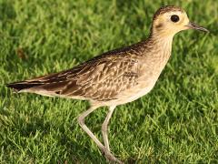 (Pacific Golden Plover) profile (Pacific Golden Plover) profile