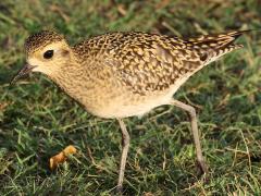 (Pacific Golden Plover) walking (Pacific Golden Plover) walking