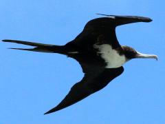 (Great Frigatebird) female flight (Great Frigatebird) female flight