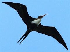 (Great Frigatebird) female hovering (Great Frigatebird) female hovering