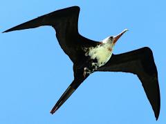 (Great Frigatebird) juvenile male hovering (Great Frigatebird) juvenile male hovering