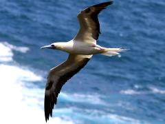 (Red-footed Booby) flying over water (Red-footed Booby) flying over water