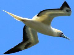 (Red-footed Booby) flying ventral (Red-footed Booby) flying ventral