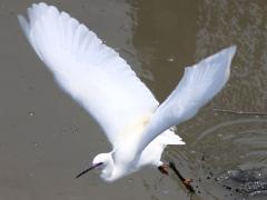 (Little Egret) liftoff (Little Egret) liftoff