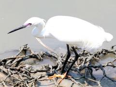 (Little Egret) standing (Little Egret) standing