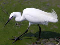 (Little Egret) walking (Little Egret) walking