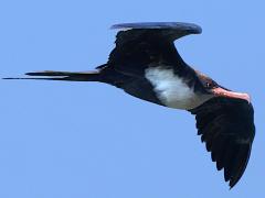 (Great Frigatebird) female gliding (Great Frigatebird) female gliding