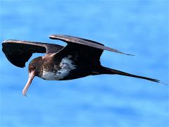 (Great Frigatebird) female hovering (Great Frigatebird) female hovering