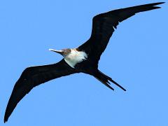 (Great Frigatebird) female soaring (Great Frigatebird) female soaring